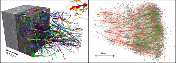 Google ha creado la imagen más detallada de una pequeña parte del cerebro humano y tiene 1,4 petabytes de información